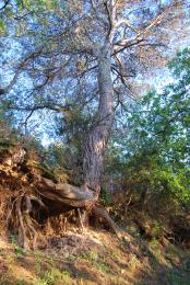 JUST SOME TREE WITH BIG ROOTS 